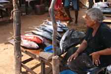 Auf dem Fischmarkt in Negombo - morgens frisch aus dem Meer am Stand, abends dann schmackhaft zubereitet auf unseren Tellern